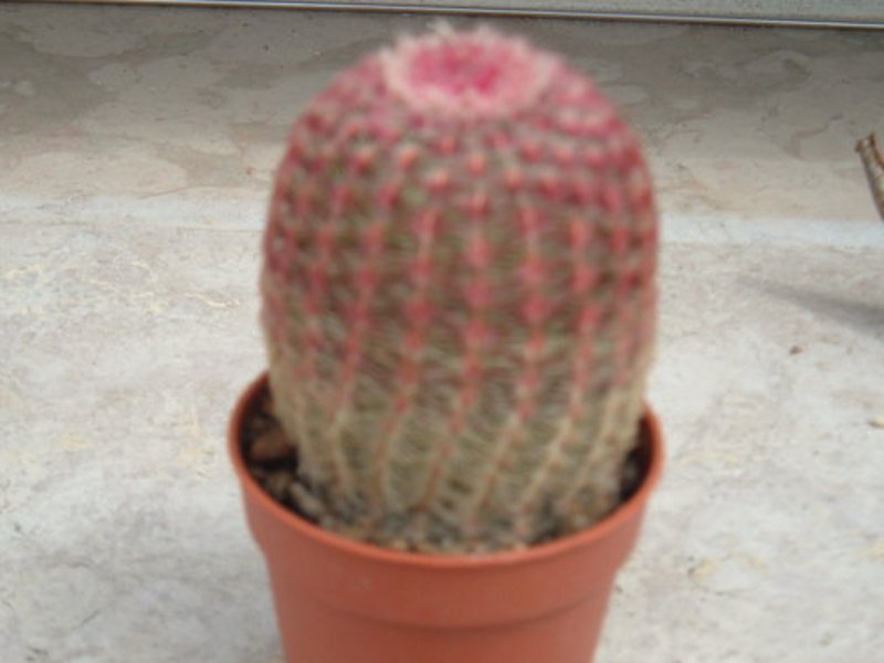 echinocereus rigidissimus.jpg